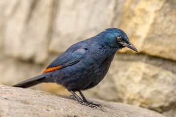 Red-winged starling (Onychognathus morio)