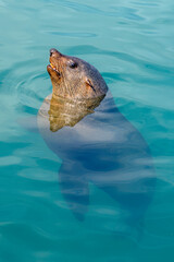 Fototapeta premium Cape fur seal