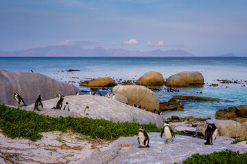 African penguin (Spheniscus demersus)