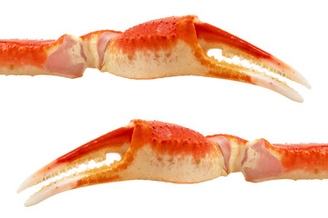 Cooked Peruvian Southern King crab leg isolated on a white background. Crab claws isolated on white background - obrazy, fototapety, plakaty