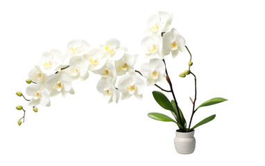 Naklejka na ściany i meble Orchid Artistry On Transparent PNG