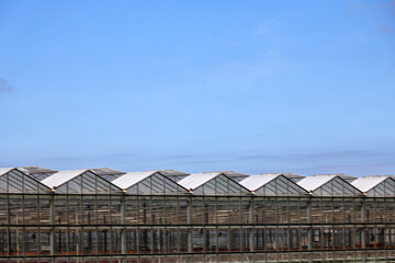 Greenhouses on part of the Zuidplaspolder at the green natural zone