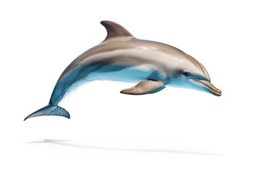 Fototapeta premium Dolphin isolated on white background 