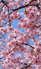 Sakura, The Flower Of A Japanese Cherry Tree.