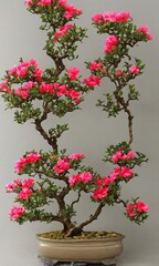 Fototapeta na wymiar Collection Of Desert Rose Flowers In Bonsai Style, In Ceramic Japanese Vases.