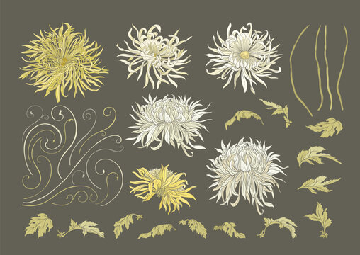 Chrysanthemum decorative flowers and leaves in art nouveau style, vintage, old, retro style. Clip art, set of elements for design. Vector illustration