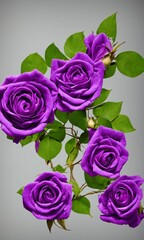 Gorgeous Purple Rose Against A Transparent Background.