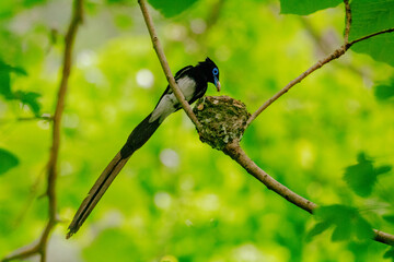 サンコウチョウの子育て