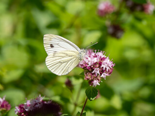 Green-veined White Feeding on a Marjoram Flower
