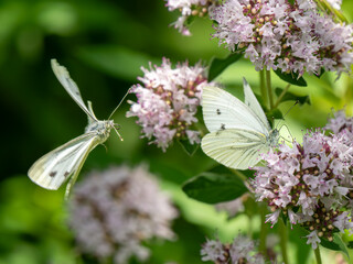 Male Green-veined White Butterfly in Flight attempting to Mate