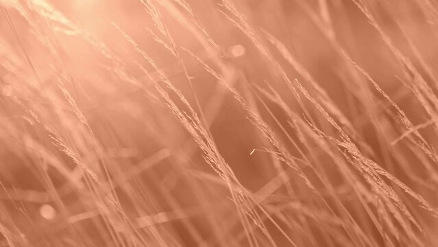 Dry Sedge. Floral Natural Background Peach Fuzz Colored. Burdock, Agrimony, Bur. Abstract Backdrop. Beige Pampas Grass. Selective focus. Trend Neutral Earth Tones 4K. Toned by Color of the Year 2024