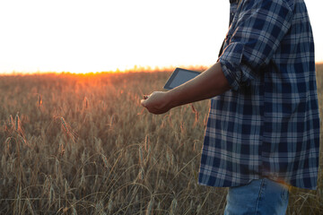 A man stands in a field of wheat at sunset with a tablet in his hand. Fetrmer man assesses the...