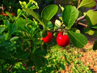 Sianci, Aserola or Barbados cherry (Malpighia emarginata) is a type of fruit-bearing tropical shrub...
