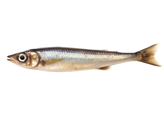 Fototapeta premium Anchovy isolated on transparent background