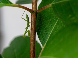 A tiny green praying mantis hides from predators under a leaf in a garden in South Africa