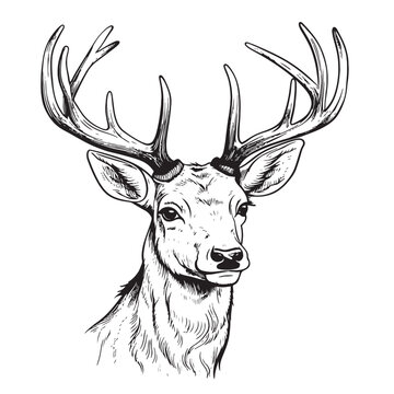Stag deer head sketch vector graphics monochrome black-and-white drawing Vector illustration