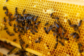 Bees crawl on honeycombs