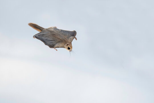 森を滑空するエゾモモンガ