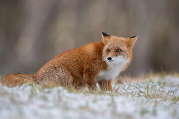 冬のキタキツネ