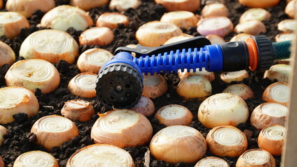 Growing onions in a greenhouse. Row onion plants close up Picking onions. Greenhouse economy.