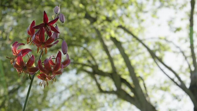 gardening, garden, plant, green, gras, flower, flowers, trees, park, outdoors, landscape, blossom, flora, bloom, beauty, petal, wild, nature, blooming, grass, meadow, countryside, outdoor, orchid, lil