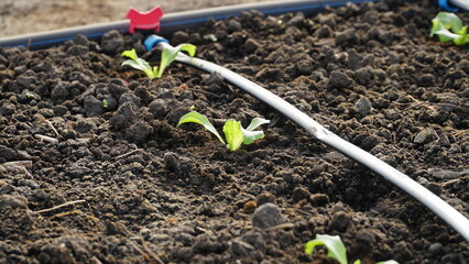 green salad grows in a greenhouse. Small healthy and bio food business.