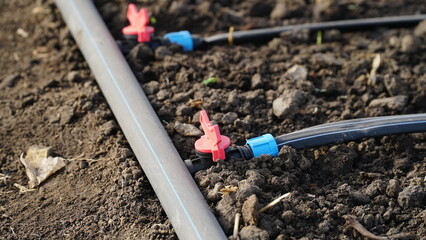 drip irrigation. Green seedlings growing in the drip system.