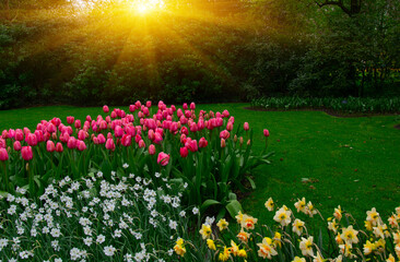 Obraz premium Tulips in the park in the sunlight