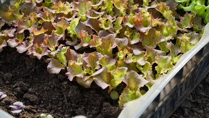 green salad grows in a greenhouse. Small healthy and bio food business.