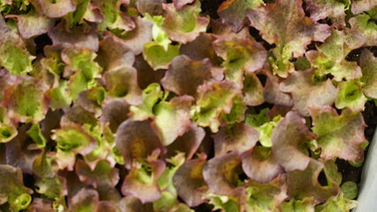 green salad grows in a greenhouse. Small healthy and bio food business.