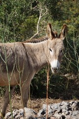 Portrait of a mediterranean donkey in Menorca