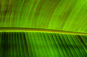 Сlose up green leaf texture
