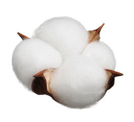 Obraz na płótnie Canvas Beautiful fluffy cotton flower isolated on white