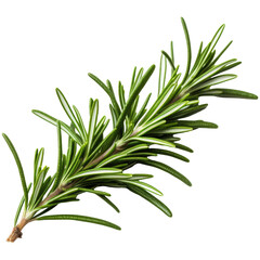 Rosemary isolated on transparent background