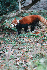 動物園のレッサーパンダ