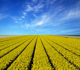 Field of yellow narcissus in the Netherlands