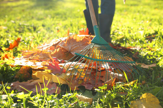Woman raking fall leaves in park, closeup