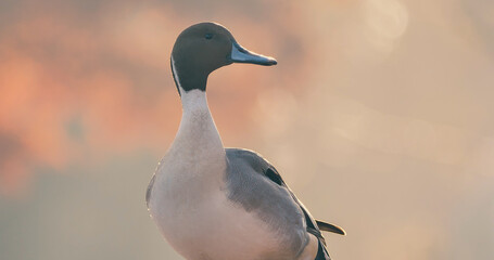 Drake pintail , portrait of Northern pintail with backlit .