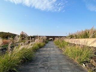 Fototapeta na wymiar Architectural landscape in Jeju Island with reeds on both sides