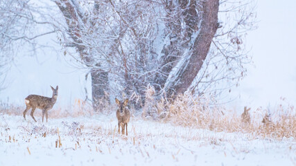 Group of deer in snow covered country. Wild animals with snowy trees on background.