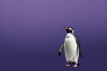 A bewildered penguin points to the right with its paw, against a dark purple background