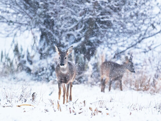 Obraz premium Roe deer family in winter. Group of deer in snow covered country. Wild animals with snowy trees on background