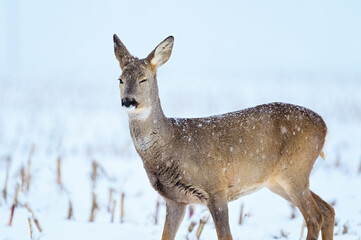 Naklejka na ściany i meble Roe deer female standing in snowy weather