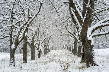 Bare weeping cherry tree with snow in winter