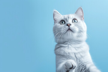 Obraz premium A surprised cat gazes ahead, raising its paw towards copy space