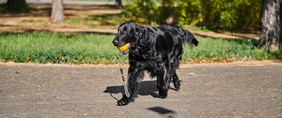 Portrait of black flat-coated retriever walking and playing in the autumn park, purebred dog against the backdrop of urban nature