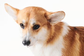 Pembroke Welsh Corgi portrait isolated on white studio background with copy space, purebred dog