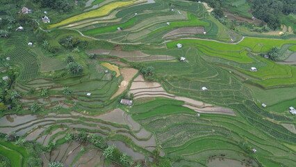 view of rice fields