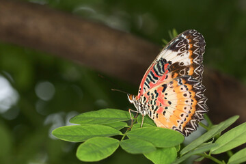 The beautiful butterfly on flower is show beauty wing in nature garden