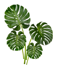 Gartenposter Monstera Monstera leaves isolated on transparent background (.PNG)